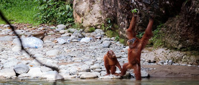 orangutans in the forest