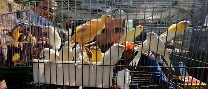 pigeon-market.jpg