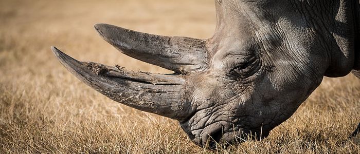 rhinoceros-rhino-wildlife-horn-preview.jpg