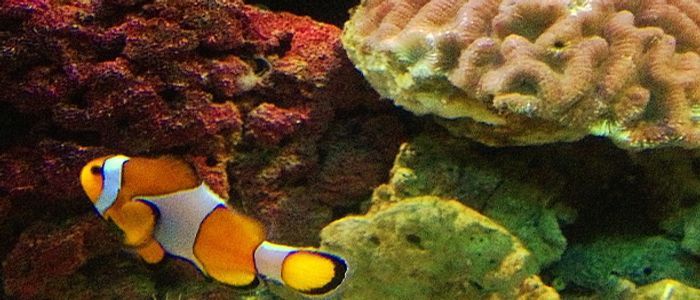 sea-world.jpg