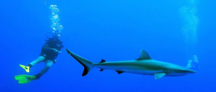 swim-with-the-sharks