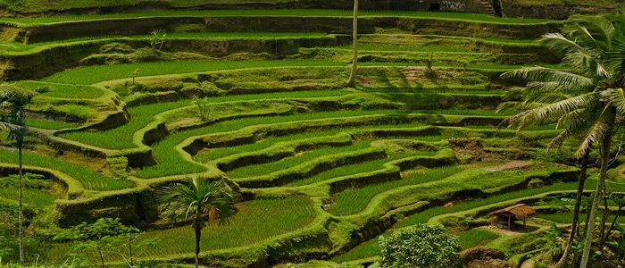tegalalang rice fields