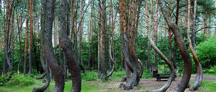 the Crooked Forest, Best things to do in Poland