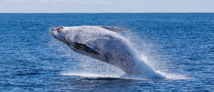 things to do in Maldives - whale tour maldives