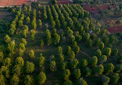 Aromatic Spice Plantations