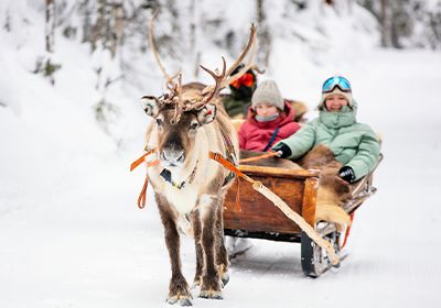 Blissful Reindeer Sleigh Safari