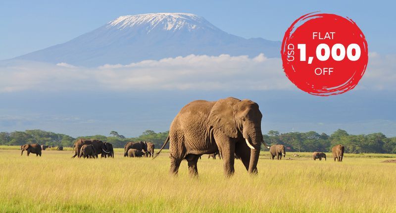 Capture Exquisite Safari Experiences In Kenya