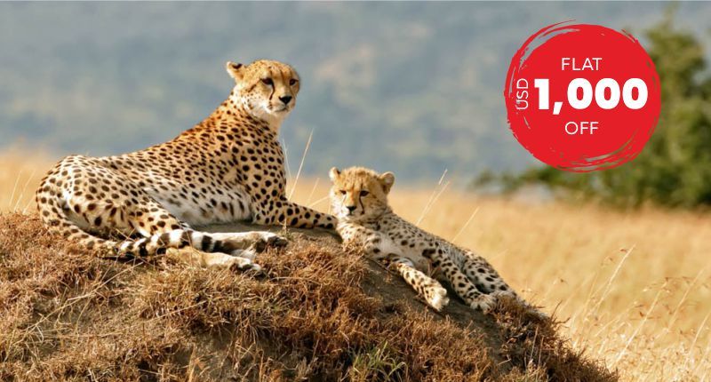 Come Across the Magic of Kenya on a Simple Safari