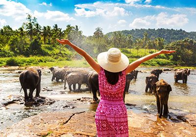 Elephantine Pinnawala Elephant Orphanage