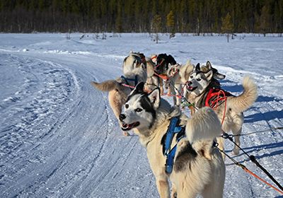 Fascinating Dog Sledding Adventure