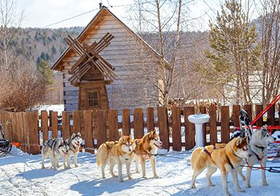 Fun-Filled Haski Dog’s Farm