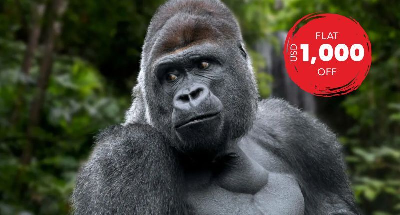 Gorillas Through The Mist