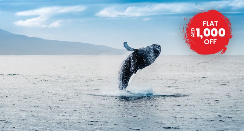 Welcome To the Land Of Whales And Glaciers