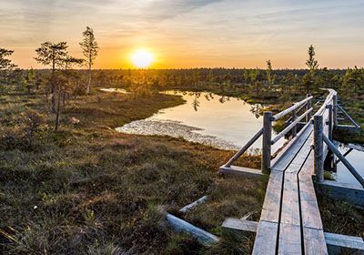 Mysterious Kemeri Bog