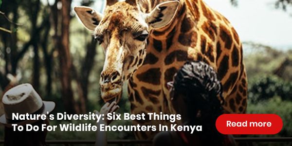 Six Best Things To Do For Wildlife Encounters In Kenya