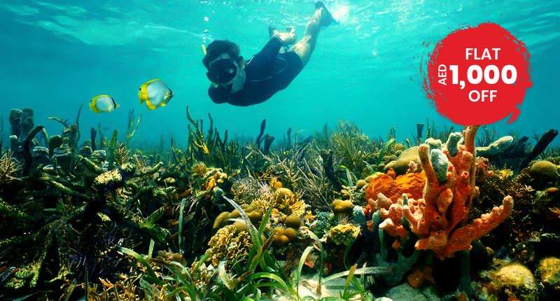  Explore The Waters Of Palau
