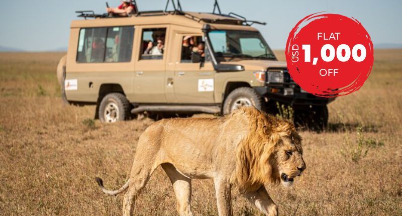 Simba Safari Wellworth