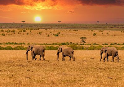 Thrilling Masai Mara Reserve