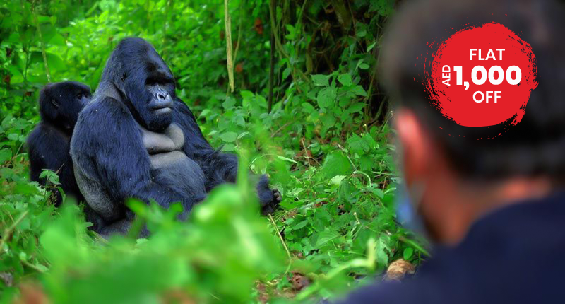 Uganda - A Gorilla Trekking Haven