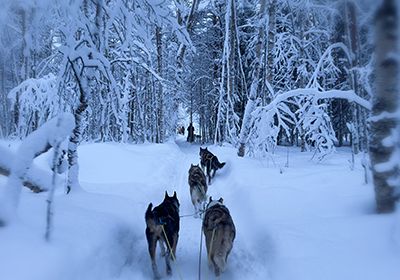 dog sledding tour norway