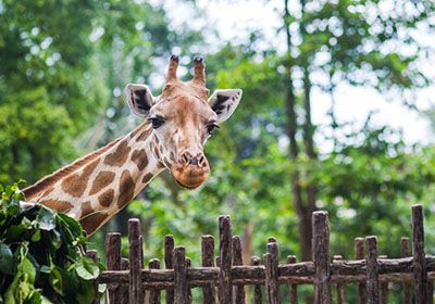 Fascinating Giraffe Centre