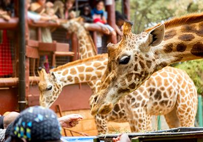 The Charming Giraffe Centre in Nairobi