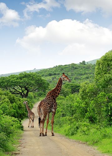 Kruger National Park