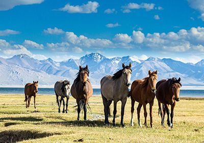 Horse Ride Across Steppes