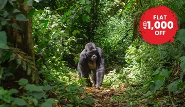 A Gorilla Trekking Adventure In Entebbe Uganda