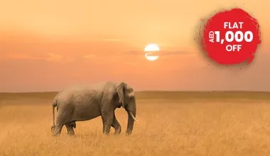 A Wild Safari In Kenya