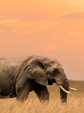 Bush Getaways