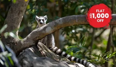 Gorgeous Madagascar