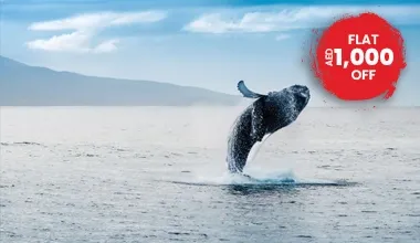 Welcome To the Land Of Whales And Glaciers