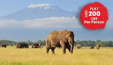 Capture Exquisite Safari Experiences In Kenya
