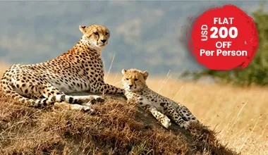 Come Across the Magic of Kenya on a Simple Safari