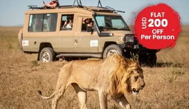 Simba Safari Wellworth