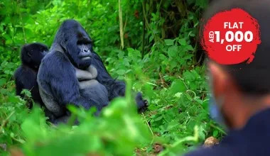 Uganda - A Gorilla Trekking Haven