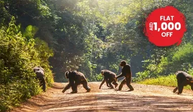 A Safari In Search For The Primates Of Uganda and Rwanda