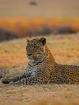 Zambia